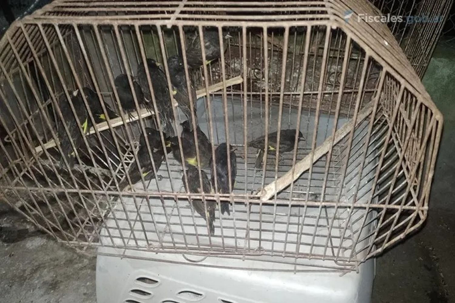 La Justicia Federal de Gualeguaychú procesó a tres hombres por contrabando de aves, algunas en peligro de extinción
