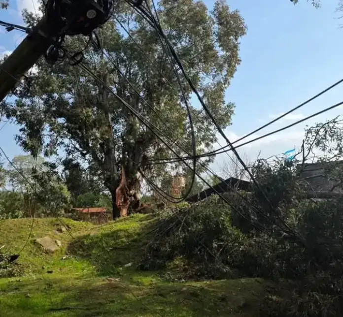 Tragedia en Concordia: un árbol cayó sobre una vivienda y murió una mujer de 66 años