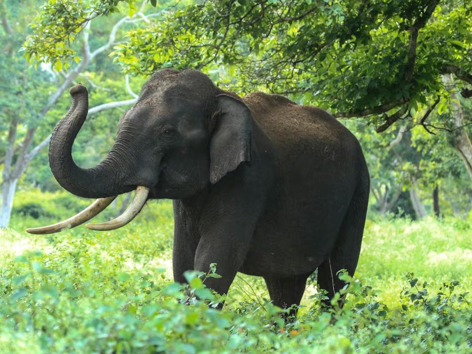 Terror en un safari de África: dos turistas murieron tras ser atacadas por un elefante durante una excursión