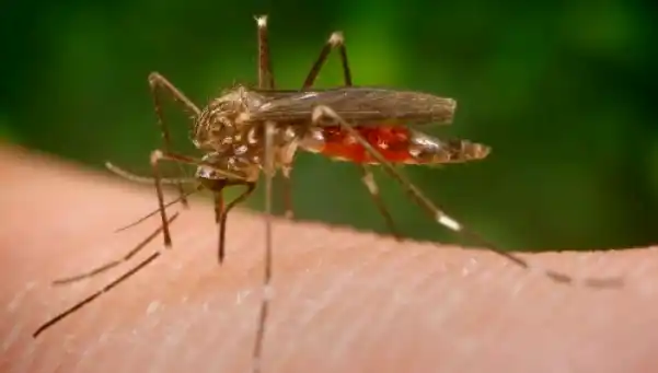 Vacuna contra el zika: laboratorio asegura estar cerca de tenerla