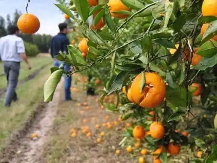 La emergencia citrícola podría convertirse en ley la semana próxima