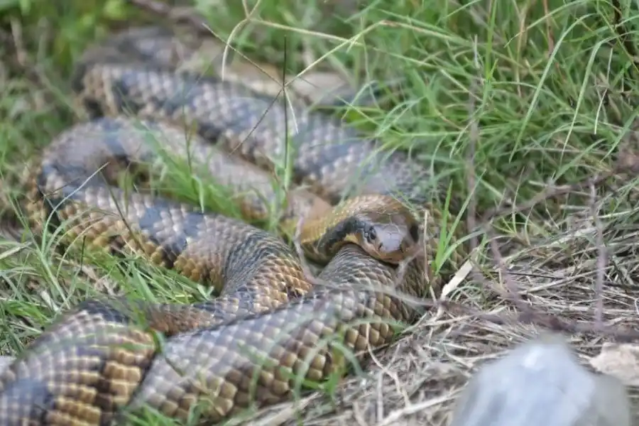 Se trata de dos ejemplares de Ñacaniná (Hydrodynastes gigas). Crédito: Pablo Aguirre