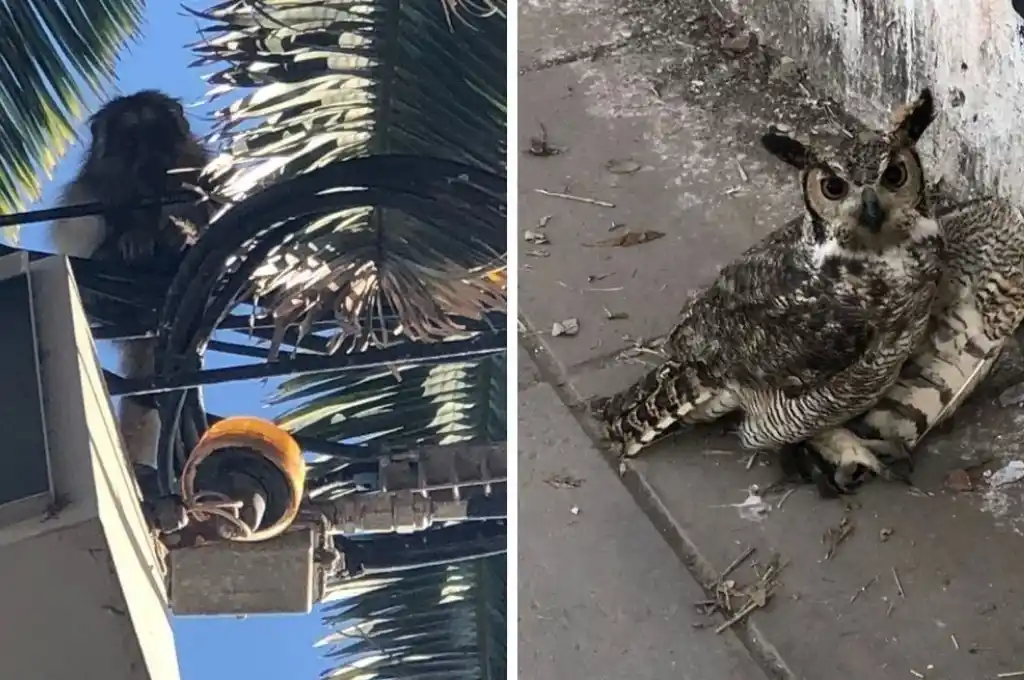 Rescataron a un búho cornudo y a un mono carayá en la ciudad de Santa Fe