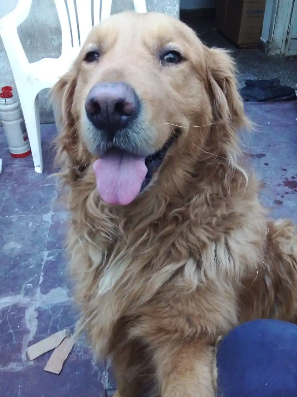 Buscan quien pueda adoptar a Donald