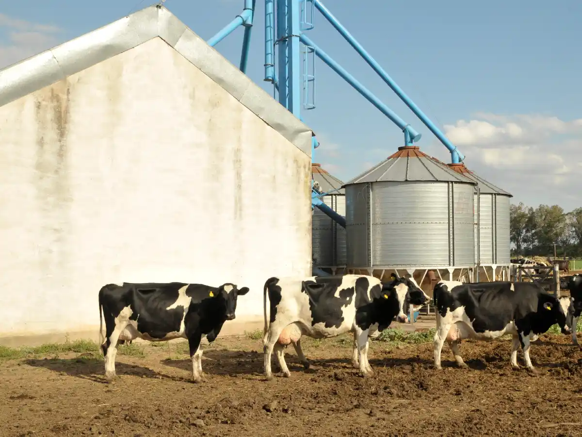 Más de 600 tambos cerraron en el último año y medio