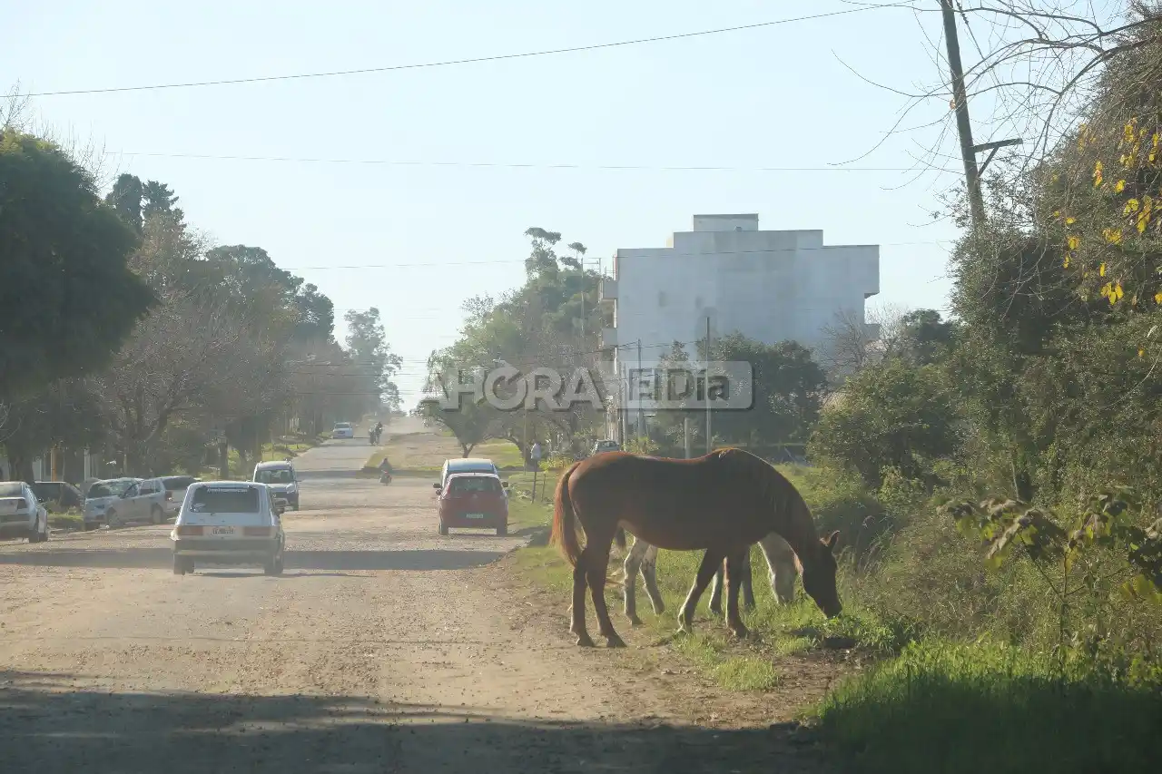 caballos y vacas sueltas - 1