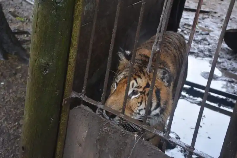 Balcarce: Allanaron un campo por tráfico de fauna silvestre y hallaron más de 300 animales
