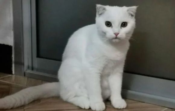 ¿Un gato color cúrcuma gracias a su dueña? ?