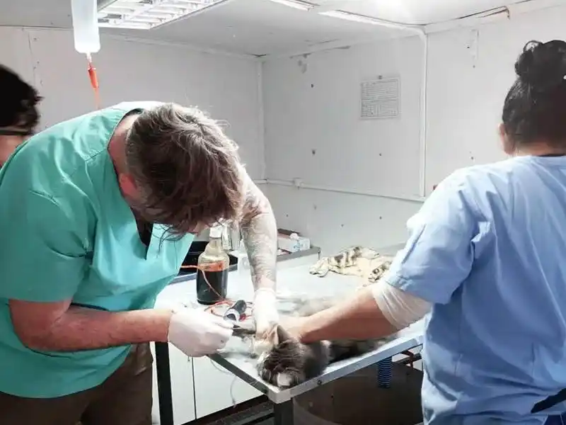 Ya son 143 castraciones en el primer trimestre del 2026.