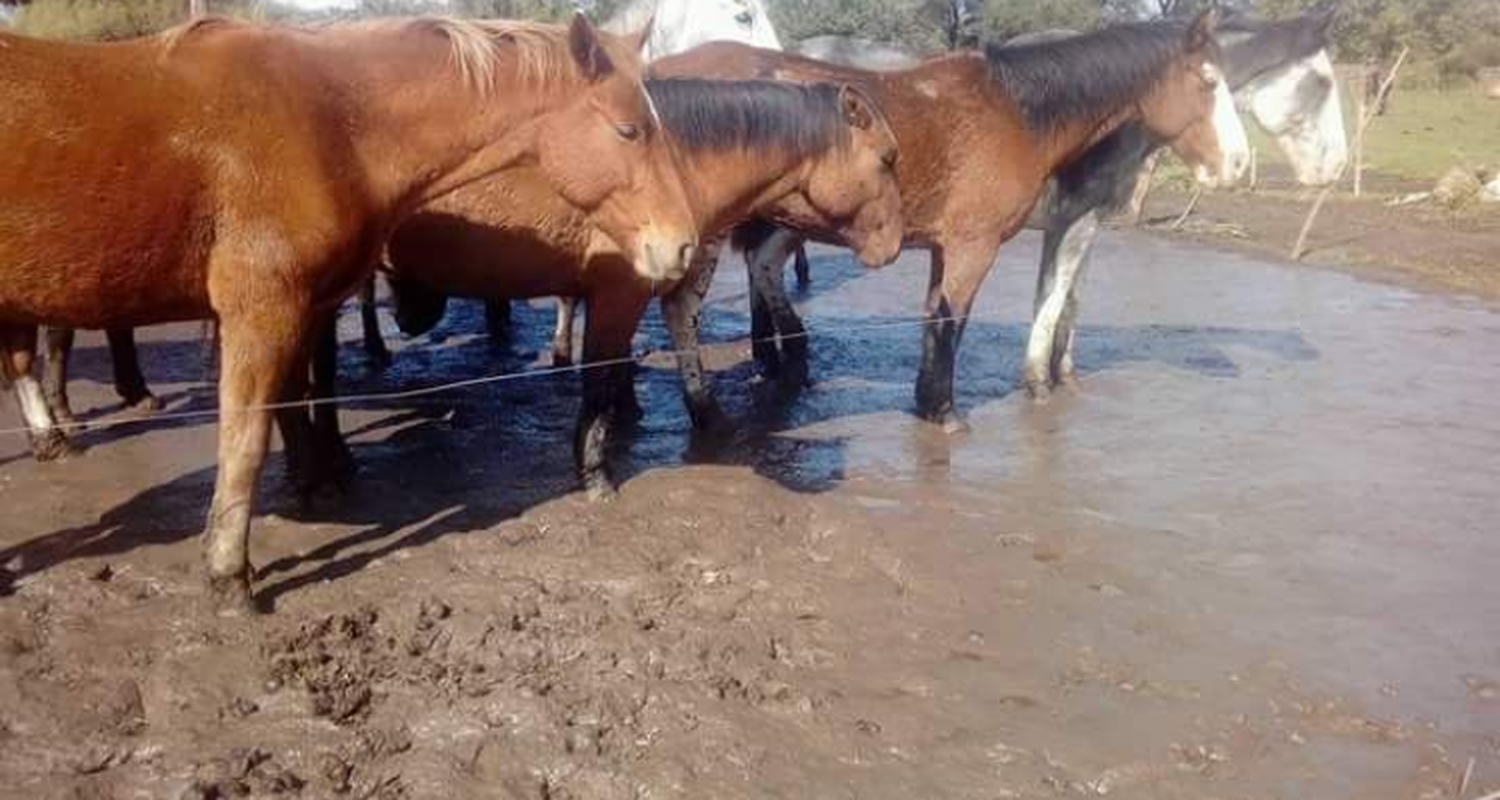 Quejas por el estado de los caballos  en el corralón