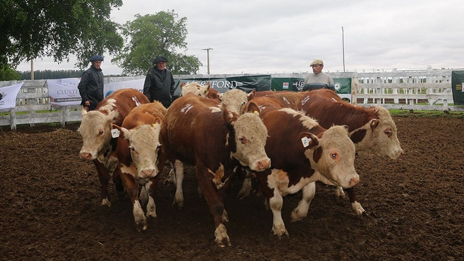 La crisis del campo entrerriano: Precios estancados y costos en alza