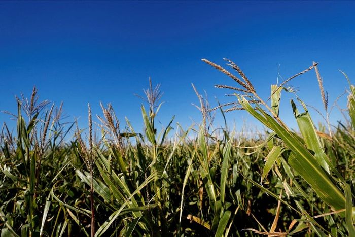 Campo maiz