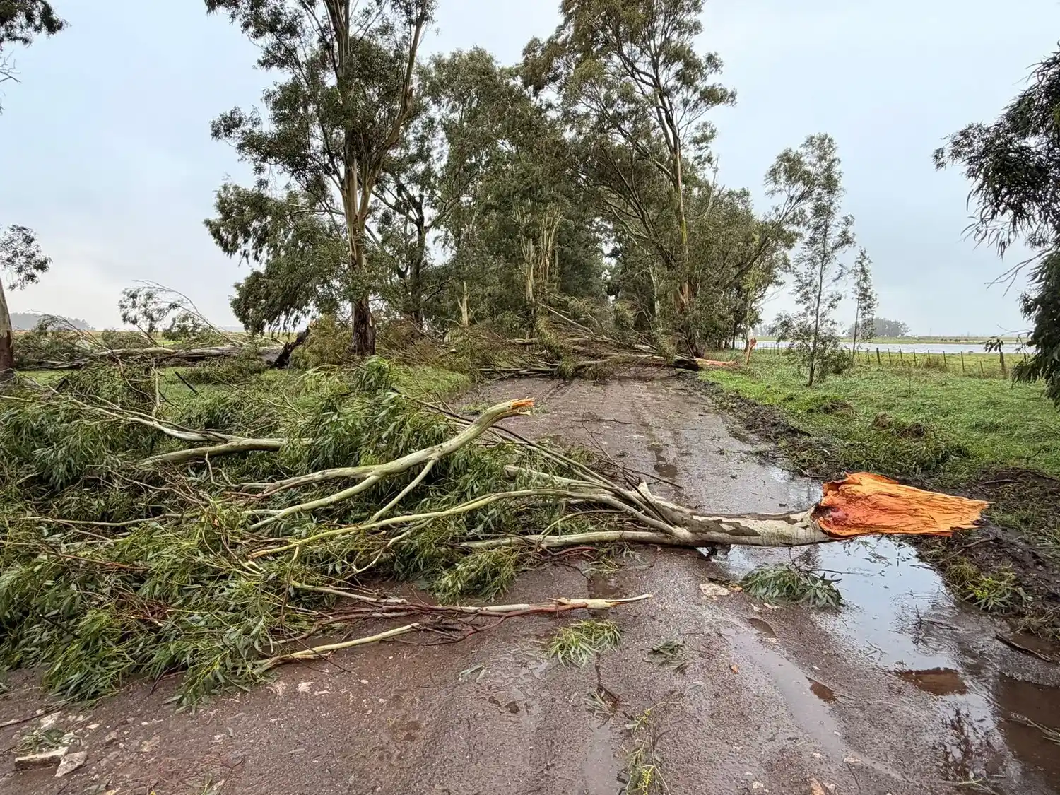 Daños. por la caída de 60 árboles tras el temporal