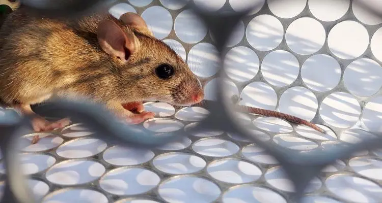 Hantavirus: Alerta de la Municipalidad para tomar precauciones