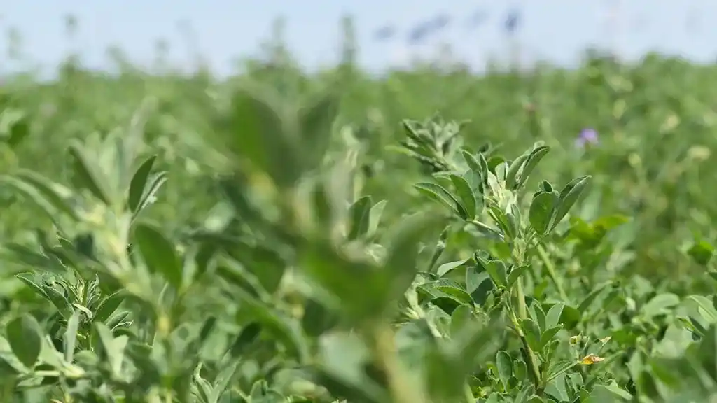 El INTA presenta avances en mejoramiento genético de alfalfa para sistemas productivos resilientes