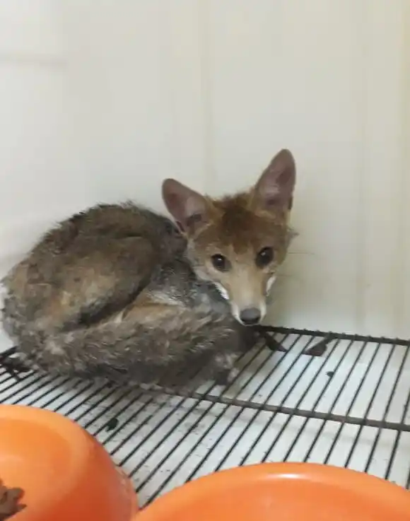 Bomberos rescataron una zorrita que cayó dentro de un pozo de agua