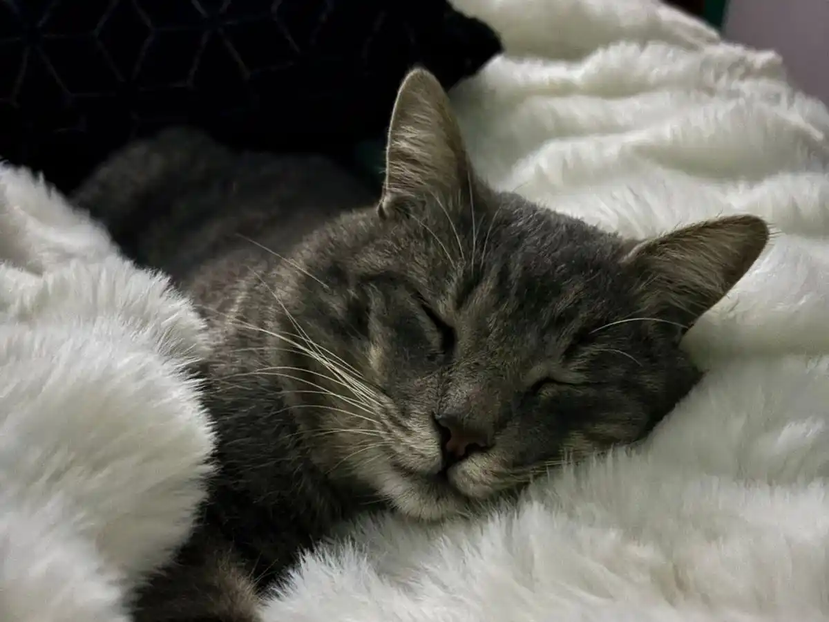 Cali tenía 3 años y vivía en el barrio Villa Igoillo.
