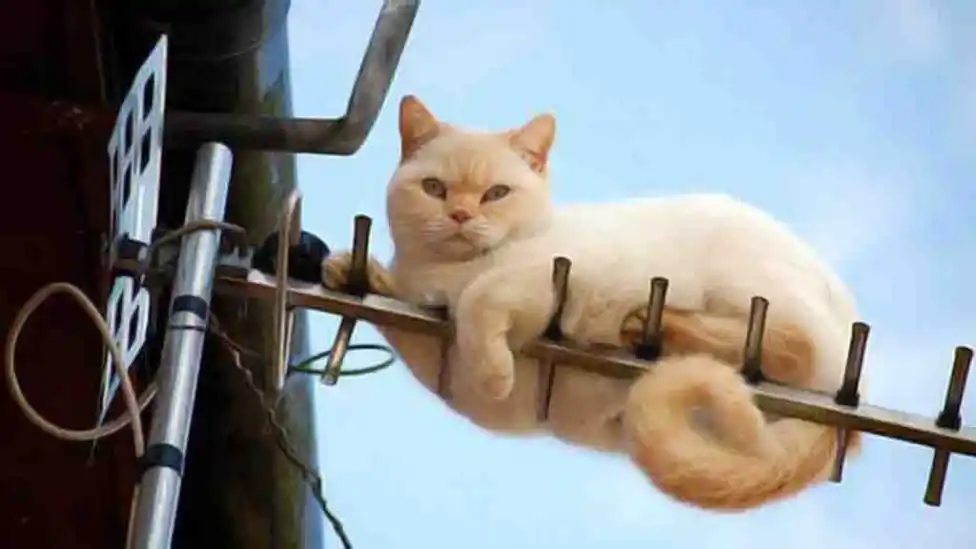 Un gato apagó la luz y dejó a oscuras a toda Santa Fe