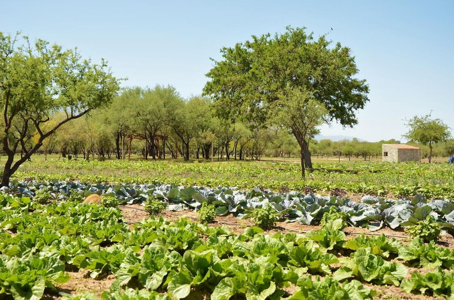 Uno de cada 50 establecimiento rurales del país, mejoró los ingresos de los agricultores hasta un 30%