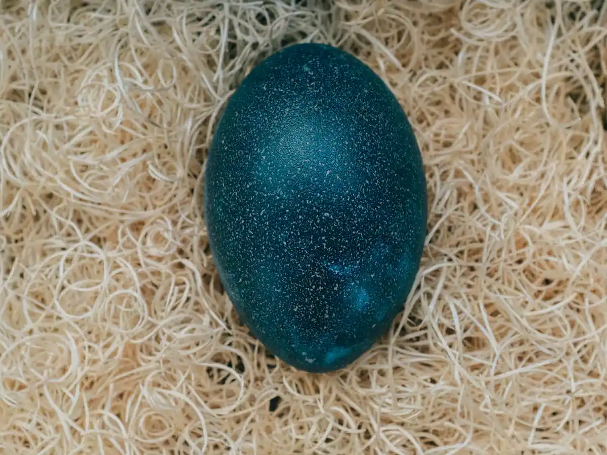 Video: fritó un huevo del segundo ave más grande del mundo