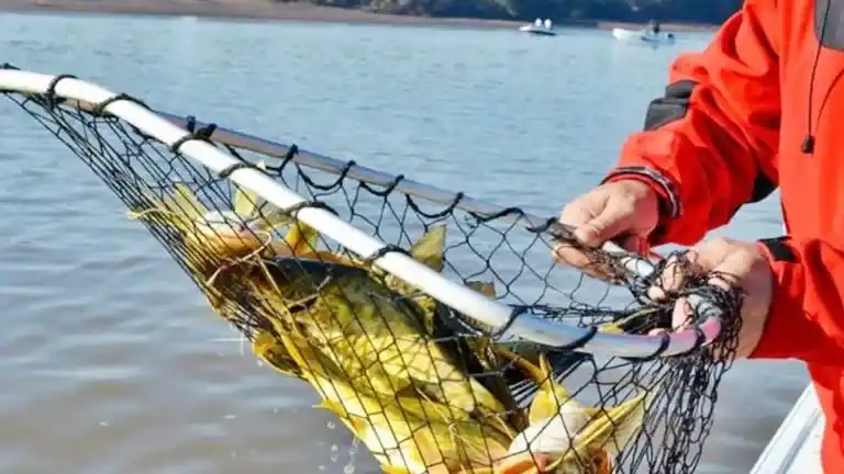 Se realiza en la Tortuga Alegre la Fiesta Nacional Pesca del Amarillo