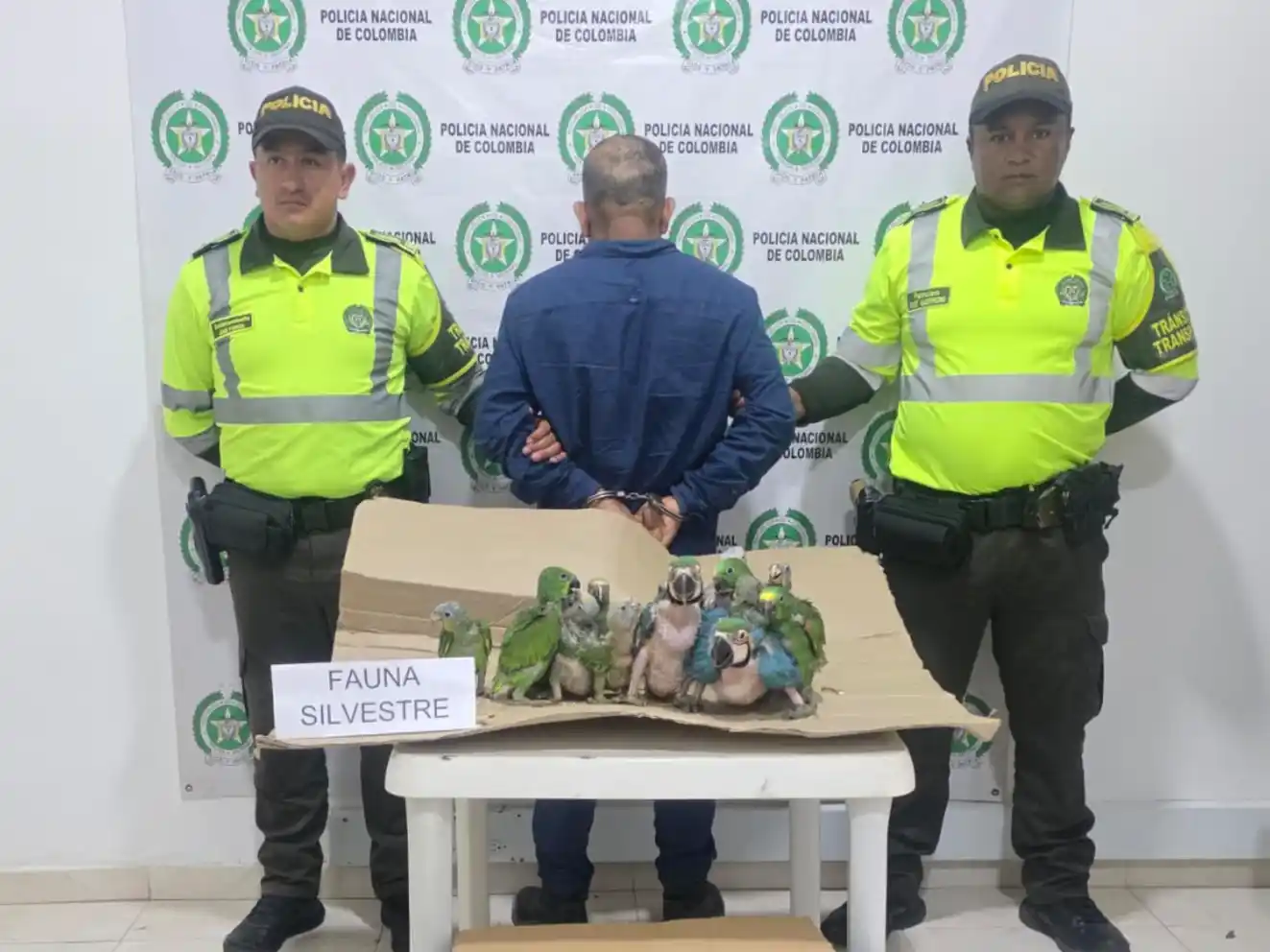 Lucha contra el tráfico de especies silvestres en Colombia: rescatan 27 loros víctimas de caza furtiva