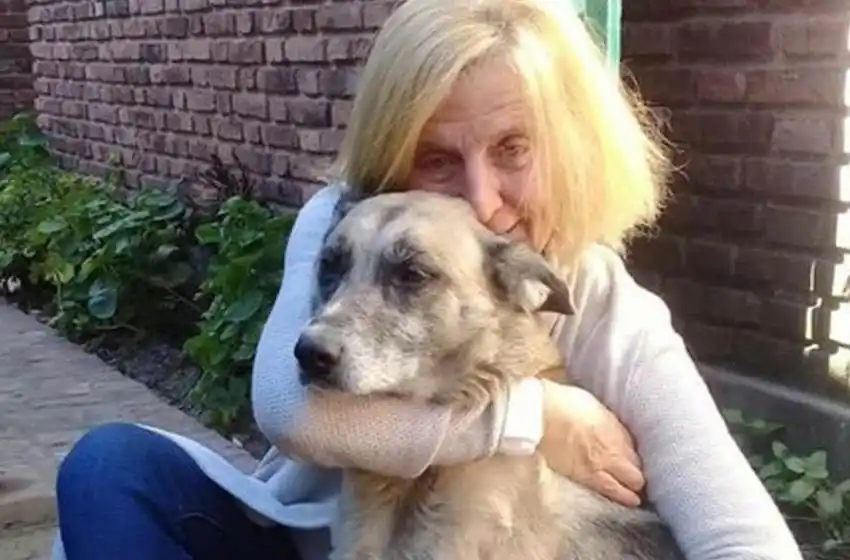 Amor fiel: un perro recorrió 27 kilómetros para ir a la casa de su antigua dueña