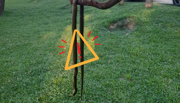 Una víbora que genera polémicas