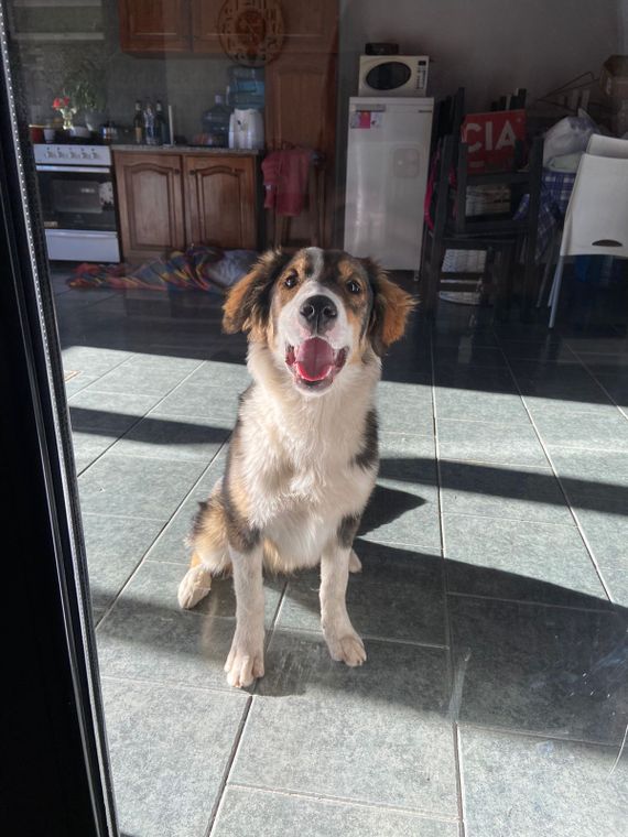 Buscan un adoptante responsable para un cachorro encontrado en España y Alem