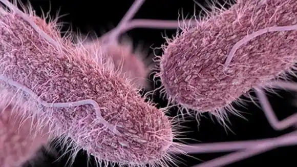 Advierten fuerte BROTE DE SALMONELA en Aragua, registrados 5 fallecidos y más de 60 enfermos