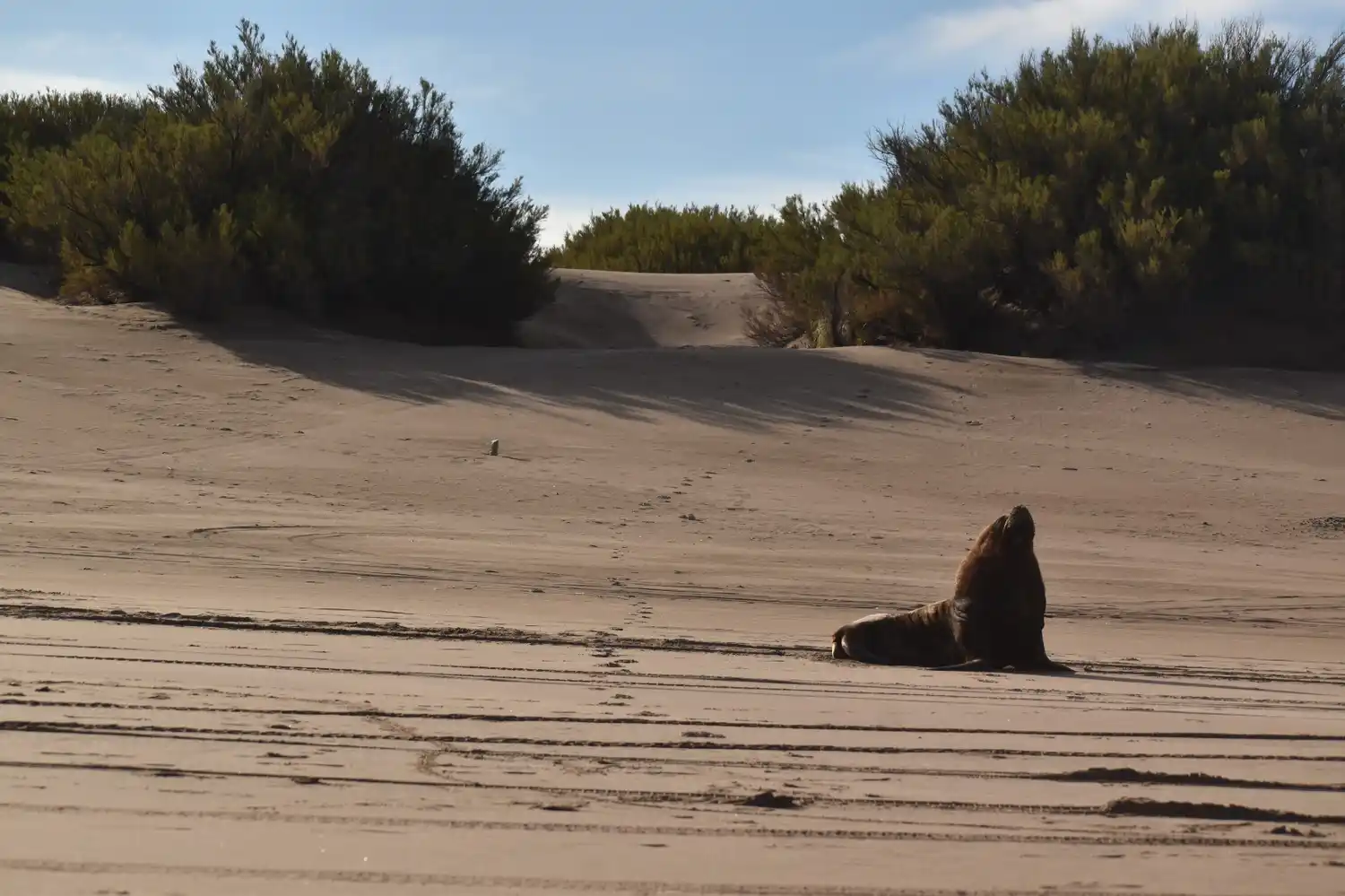 Lobito marino sale a descansar en Reta