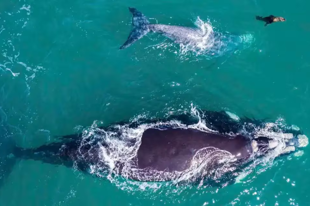 Maravilla de la naturaleza