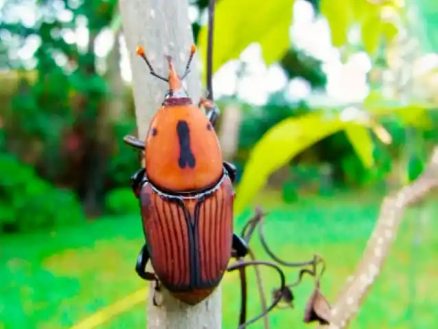 Para prevenir ataques del picudo, decomisaron palmeras en Chajarí