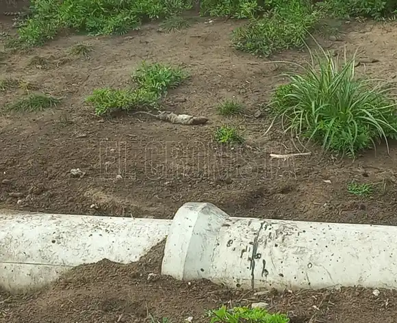 Proliferación de roedores preocupa a vecinos del barrio Lomas Altas de Chascomús