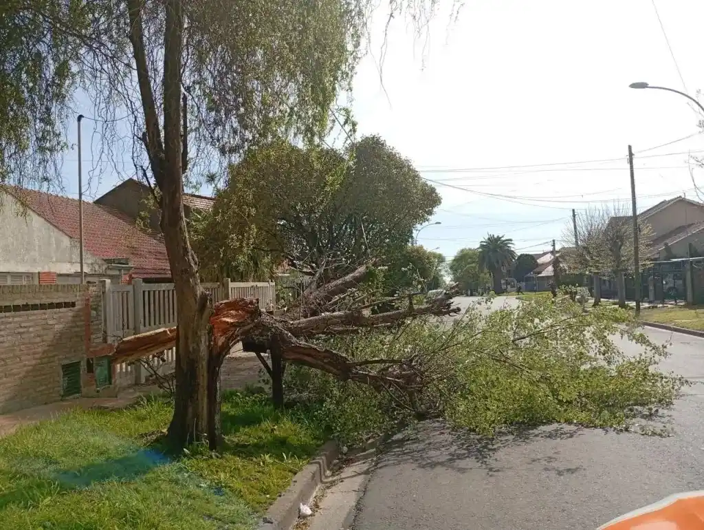 El viento dejó árboles y postes caídos en gran parte de la localidad.