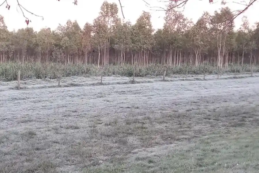 Intensa ola de frío “congeló” la zona agrícola pampeana: récord de heladas en extensas áreas