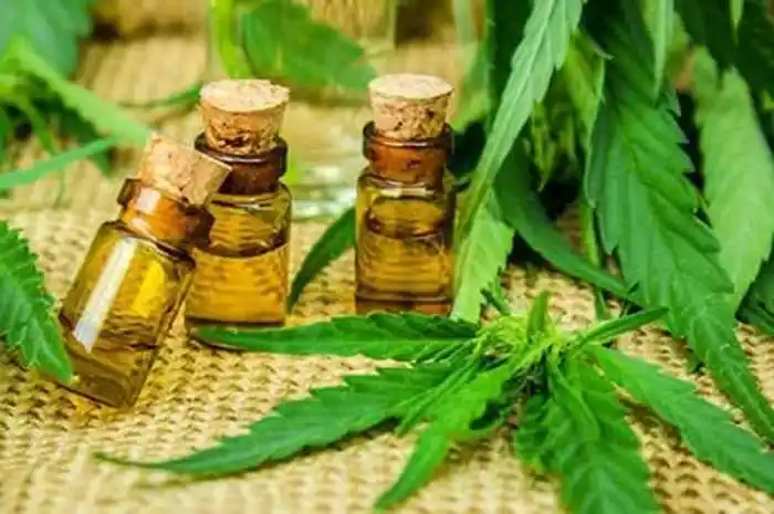 Uso medicinal de Cannabis en Concordia
