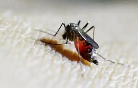 Argentino internado en Uruguay por posible caso de zika, dengue o chikungunya