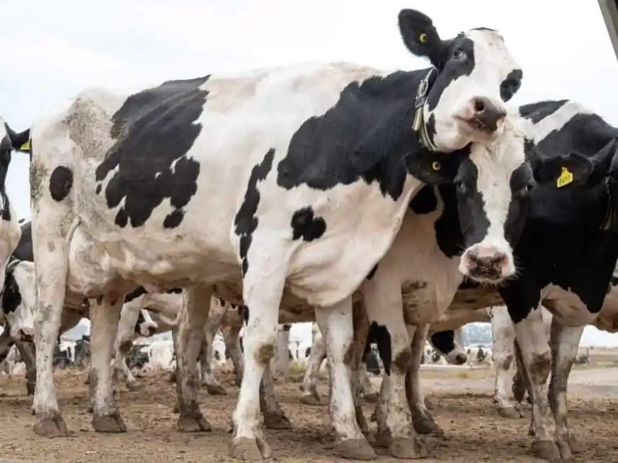 Las cadenas agroindustriales explican en torno al 20% de la economía del país.