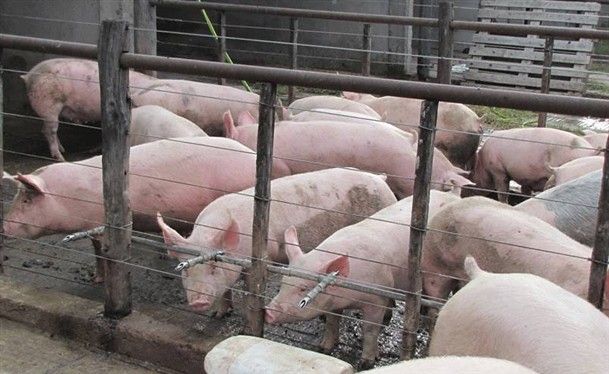 Triquinosis: análisis gratuitos en Bromatología