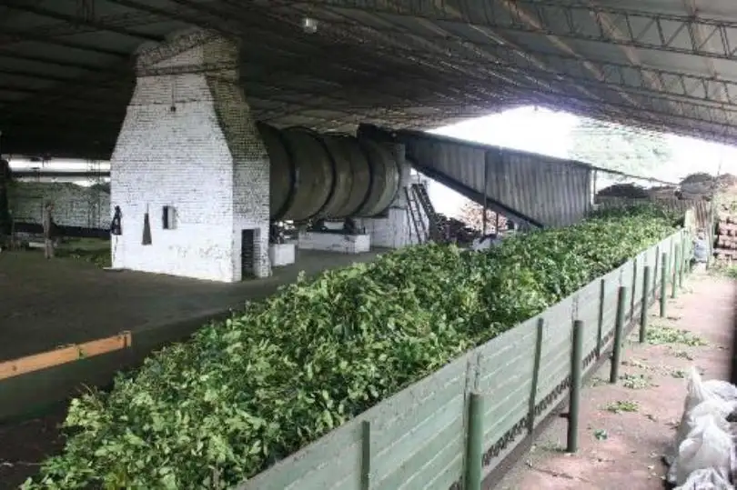 Promueven la exportación de yerba mate a partir de un proceso de secado más limpio