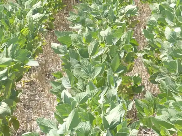 Lluvias desparejas alcanzaron a entonar cultivos bendecidos
