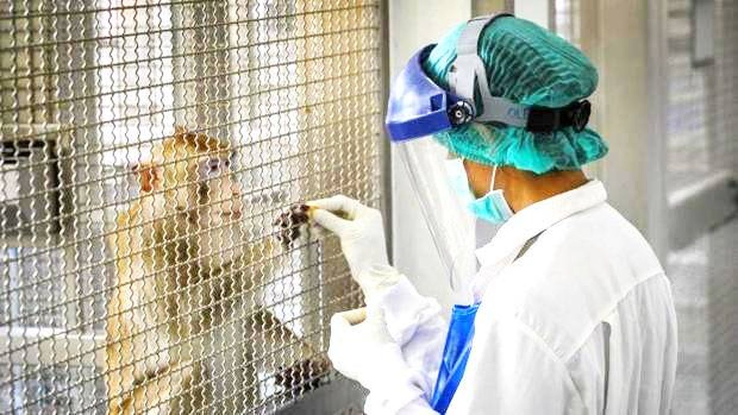 Los laboratorios que experimentan con animales salen de la oscuridad