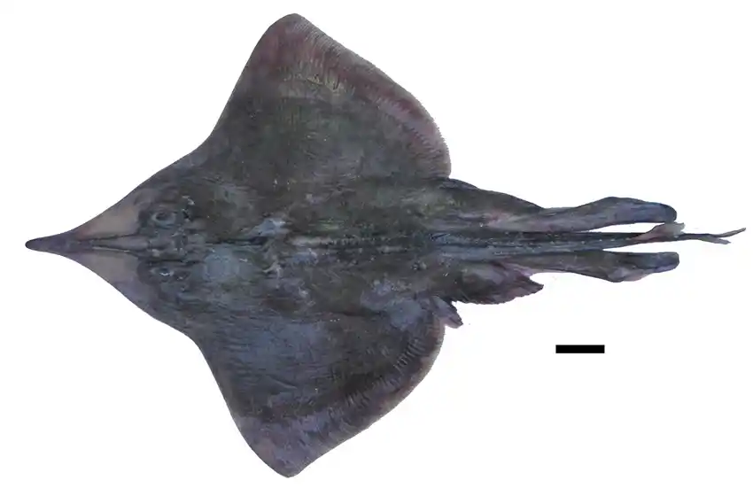 Investigadora de la Universidad Nacional de Mar del Plata resucitó a una especie de Rayas