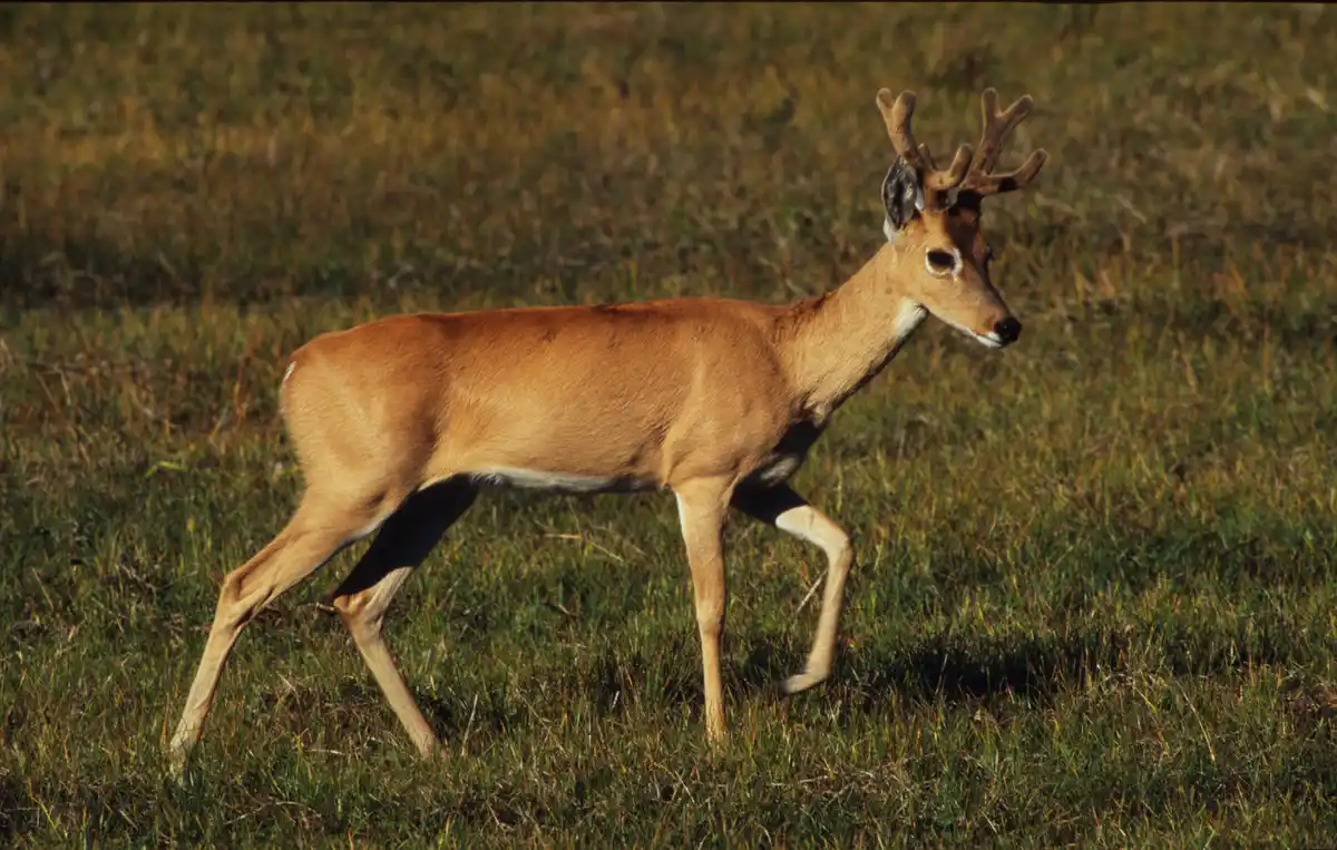 General Lavalle: Hasta 70% de descuento en impuestos para proteger al venado de las pampas