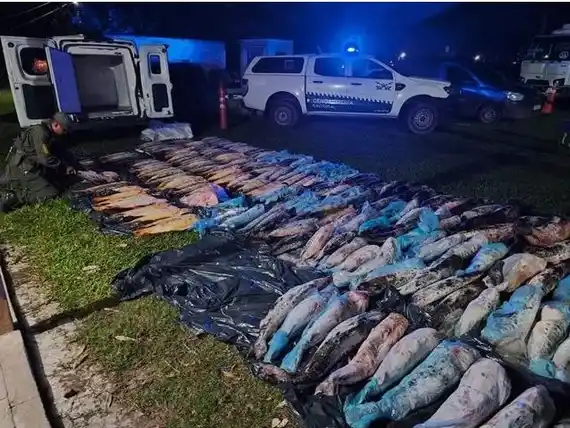 Pesca ilegal: incautaron 680 kilos de dorados y surubíes que salieron desde Entre Ríos
