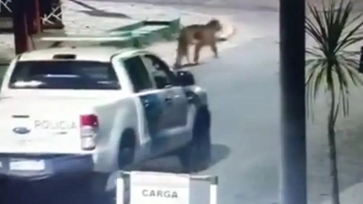 Alerta en Villa Gesell por puma suelto: suspenden clases y piden no salir de las casas
