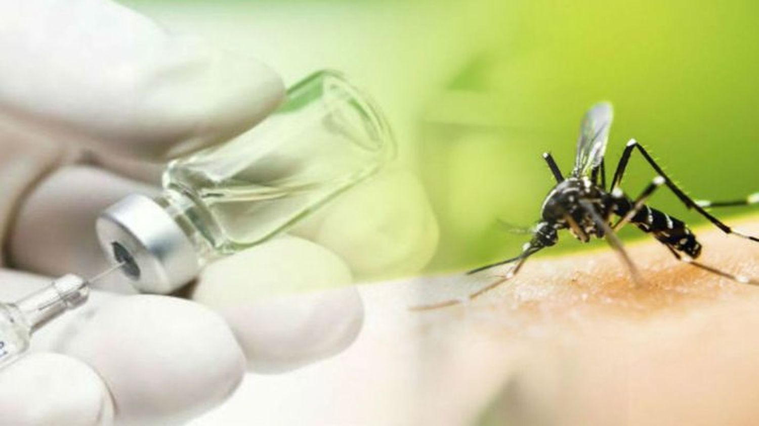 NO ES SUFICIENTE CON LA PANDEMIA: la OMS confirma brote de fiebre amarilla en Venezuela y recomienda vacunar