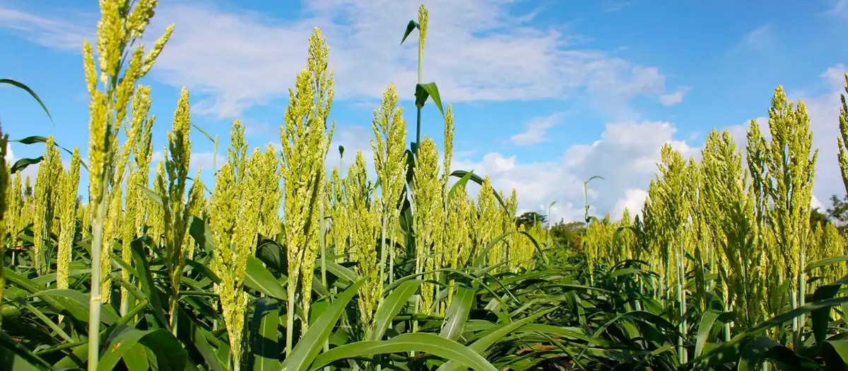 Cayó la producción de sorgo en Entre Ríos
