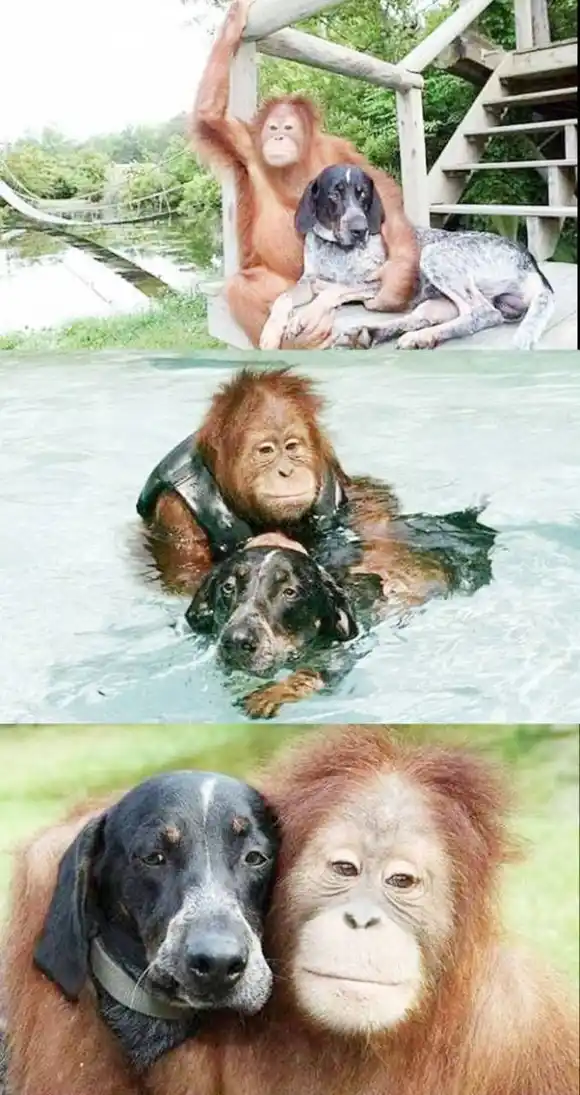 LA HISTORIA DE ROSCOE